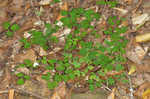 Eastern false rue anemone